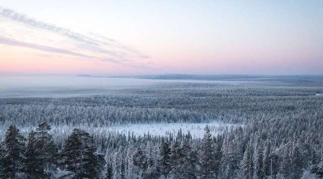 Lapland Forest