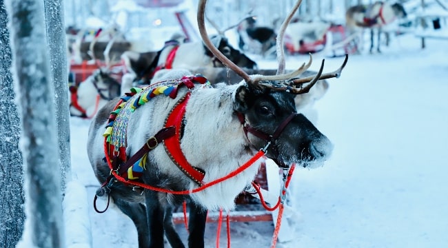 Reindeer racing, Lapland